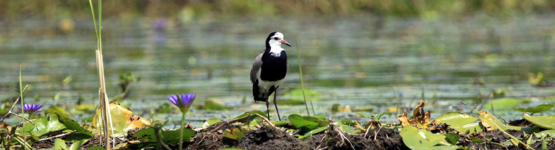 Op rondreis door Oeganda