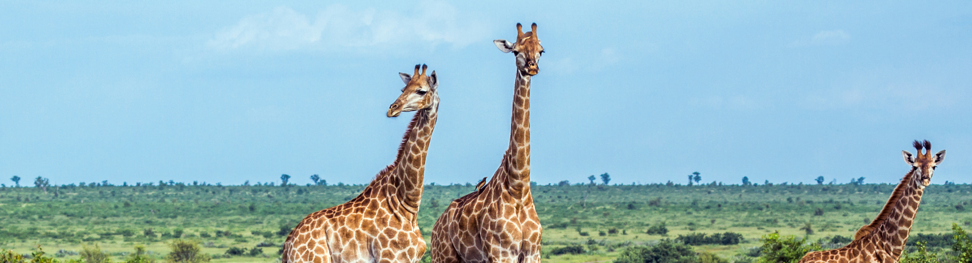 Alles wat je wilt weten over: Afrika