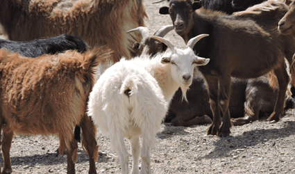 Dierenboerderij onderweg naar Bayanzag  Mongolie