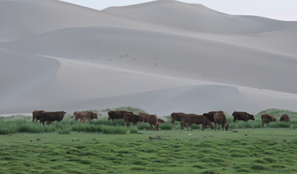 Khongoryn Els zandduinen  Mongolie