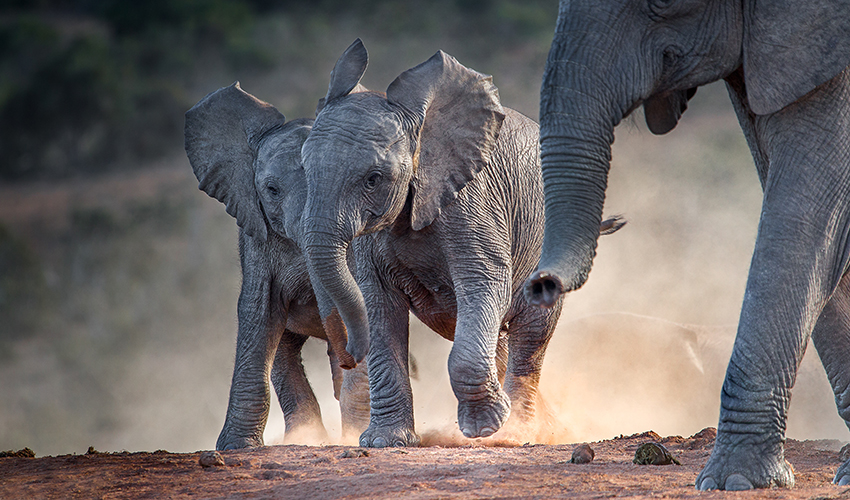 Reisblog I Koning Aap