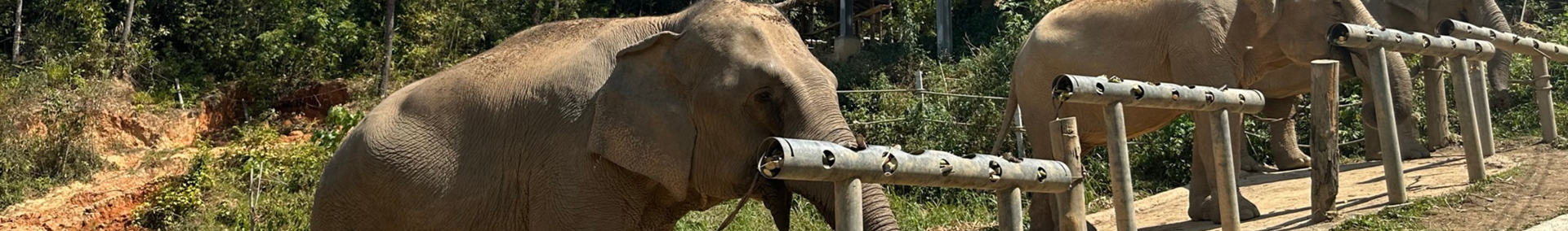 Chiang Chill is een plek waar de olifant weer echt olifant kan zijn