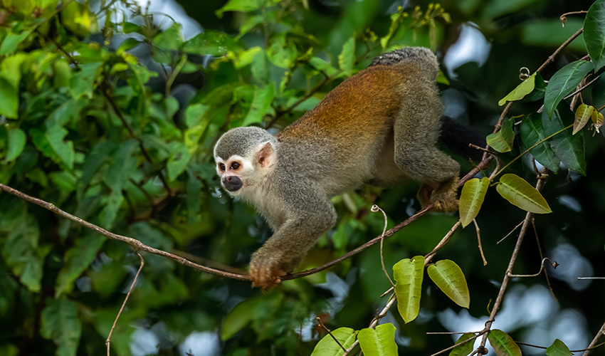 Reisblog I Koning Aap