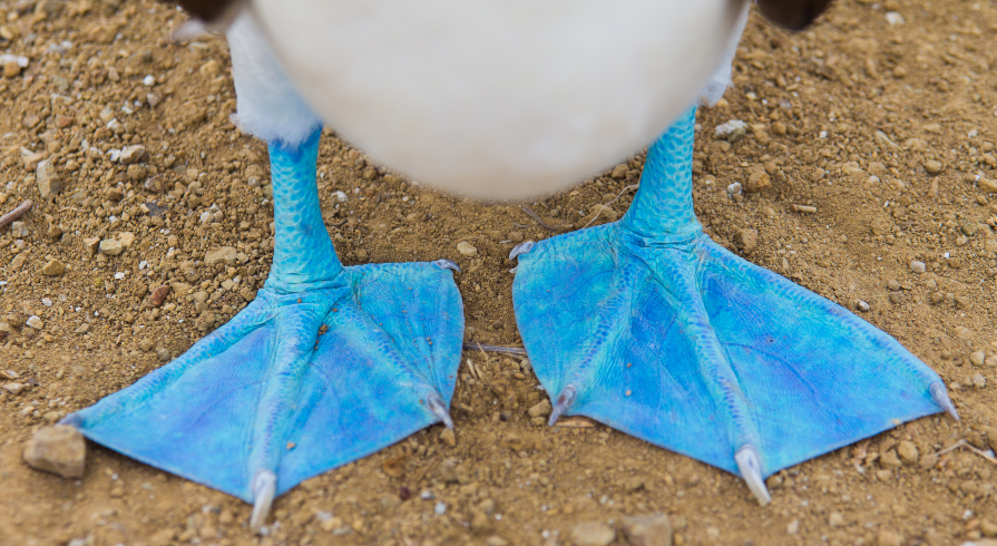 Verlenging: Galápagoseilanden Tourist Category