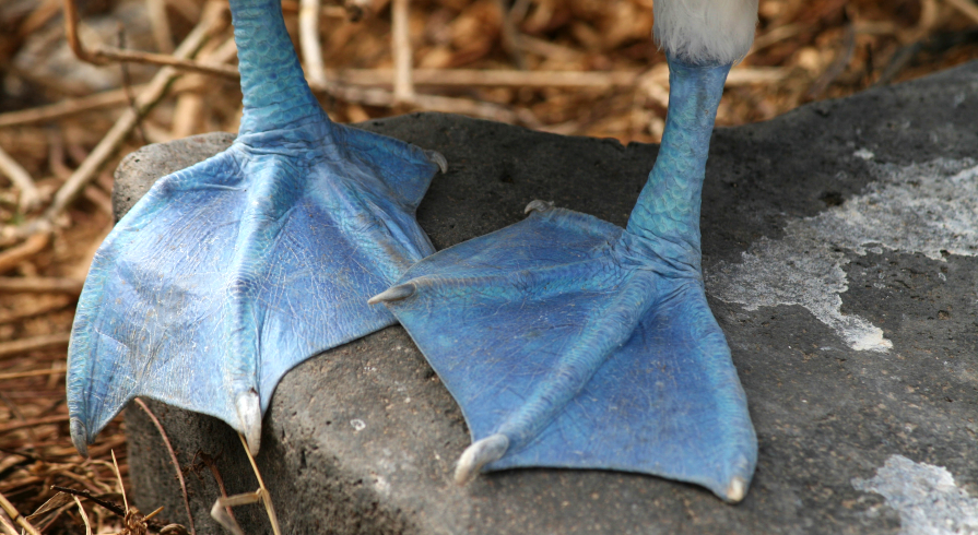 Verlenging: Galápagoseilanden Tourist Category