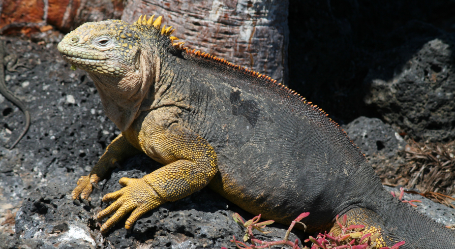 Verlenging: Galápagoseilanden Economy Category