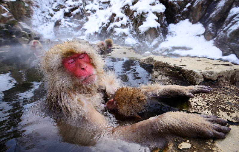 Rondreis JAPAN WINTER - 16 dagen; Sushi en sneeuw