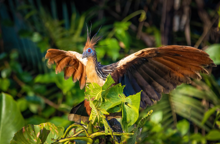 Rondreis GUYANA - 16 dagen; Regenwoud, savanne en wildlife