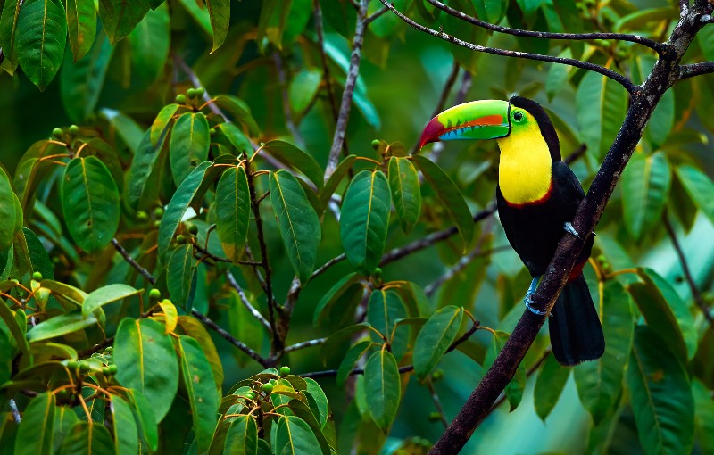 Rondreis COSTA RICA - 22 dagen; 'El Dorado' voor natuurliefhebbers